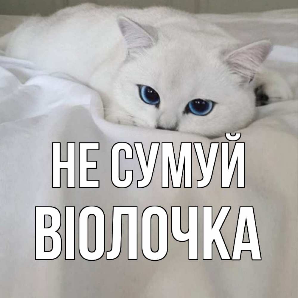 Открытка на каждый день з підписом, Віолочка Не сумуй белый кот с голубыми глазами на белоснежной кровати Прикольна листівка з побажанням онлайн скачати безкоштовно 