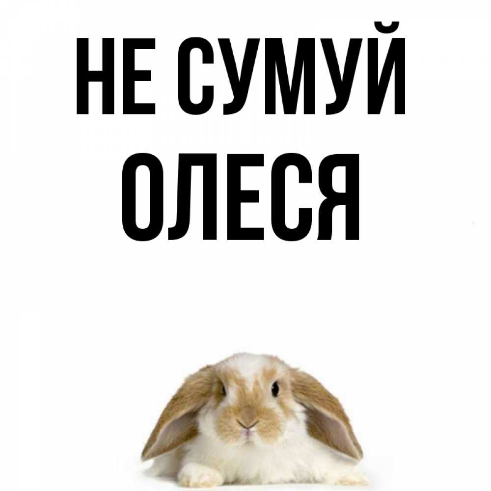 Открытка на каждый день з підписом, Олеся Не сумуй коричнево белый заяц с большими ушками Прикольна листівка з побажанням онлайн скачати безкоштовно 
