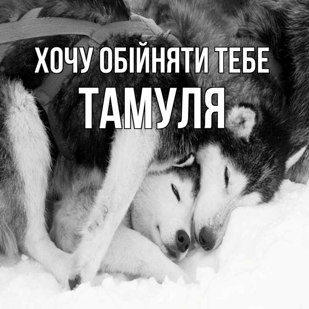 Открытка на каждый день з підписом, Тамуля Хочу обійняти тебе собачки в упряжке Прикольна листівка з побажанням онлайн скачати безкоштовно 