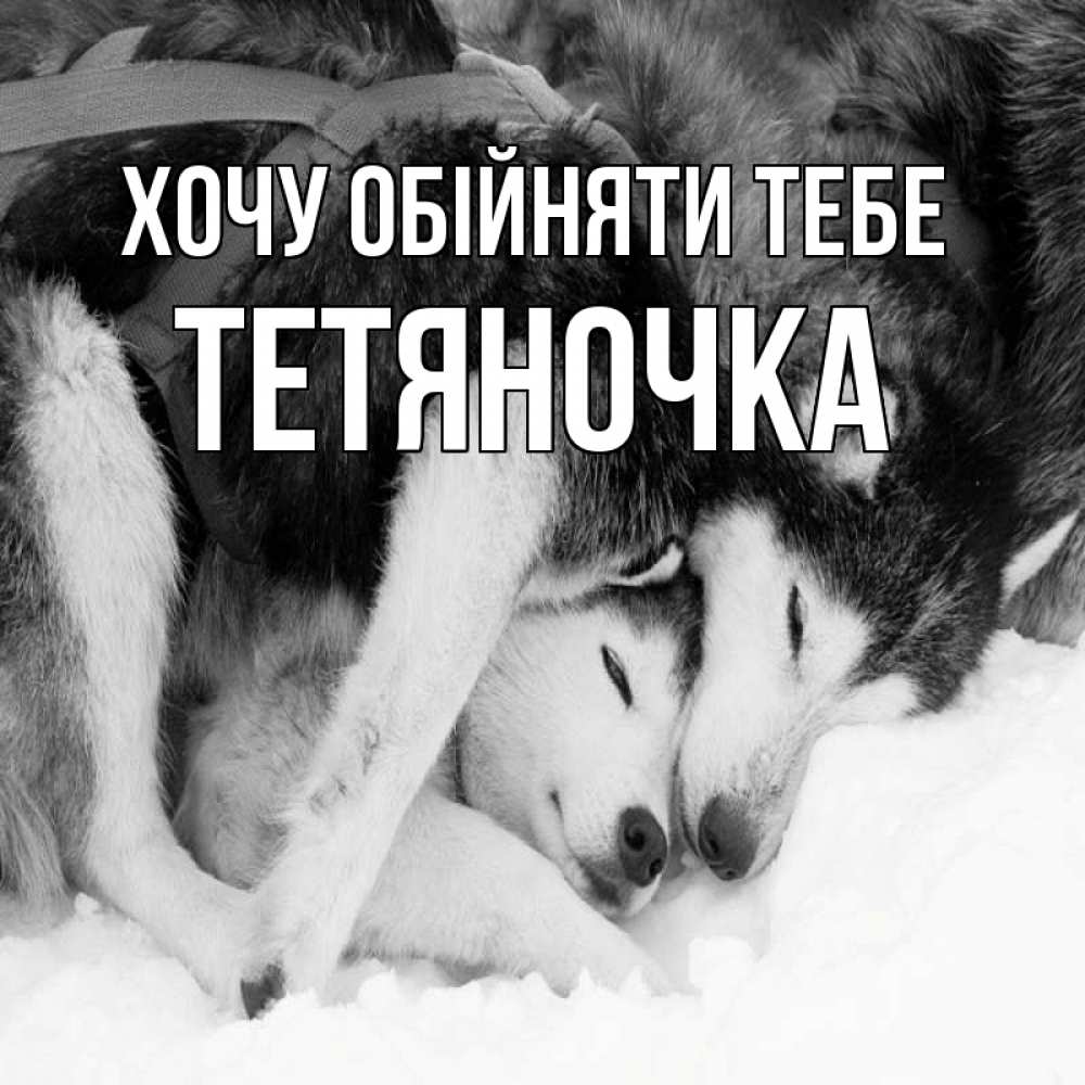 Открытка на каждый день з підписом, Тетяночка Хочу обійняти тебе собачки в упряжке Прикольна листівка з побажанням онлайн скачати безкоштовно 