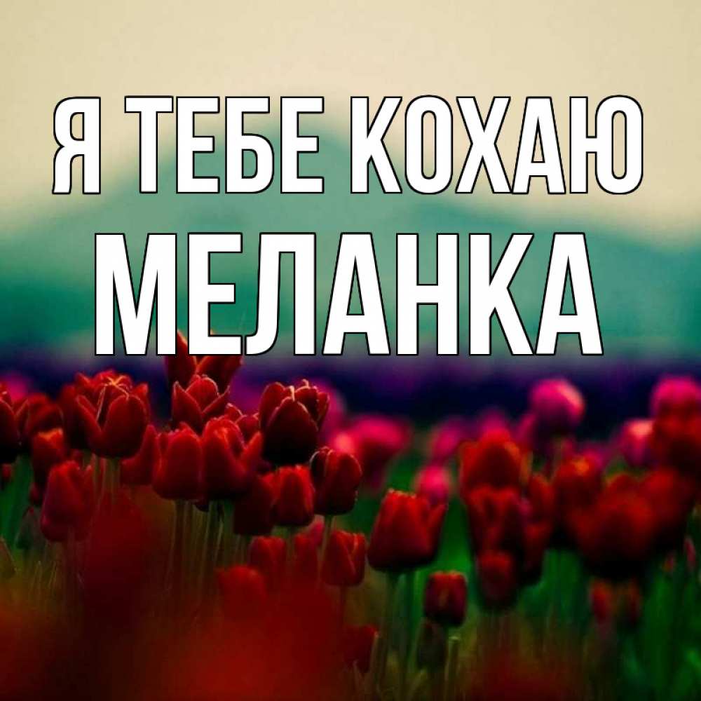 Открытка на каждый день з підписом, Меланка Я тебе кохаю тюльпаны 4 Прикольна листівка з побажанням онлайн скачати безкоштовно 