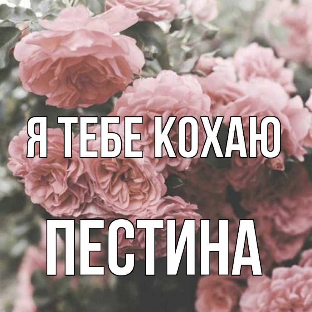 Открытка на каждый день з підписом, Пестина Я тебе кохаю розы 3 Прикольна листівка з побажанням онлайн скачати безкоштовно 