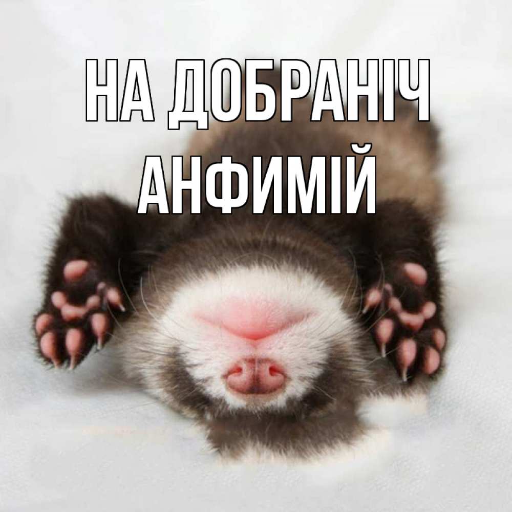 Открытка на каждый день з підписом, Анфимій На добраніч зверек Прикольна листівка з побажанням онлайн скачати безкоштовно 
