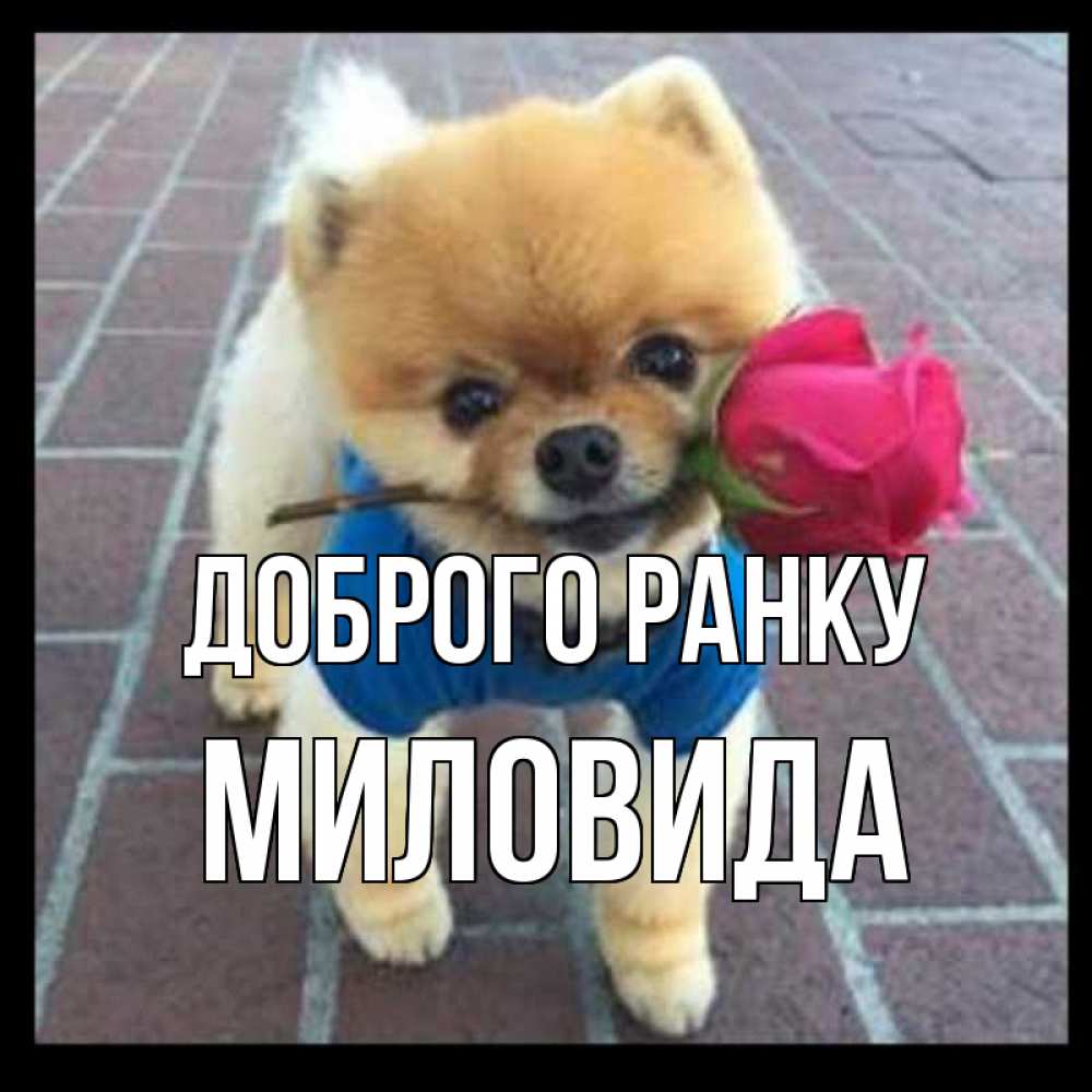 Открытка на каждый день з підписом, Миловида Доброго ранку роза в зубах Прикольна листівка з побажанням онлайн скачати безкоштовно 