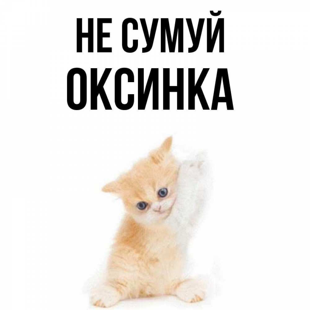 Открытка на каждый день з підписом, Оксинка Не сумуй просящий кот Прикольна листівка з побажанням онлайн скачати безкоштовно 