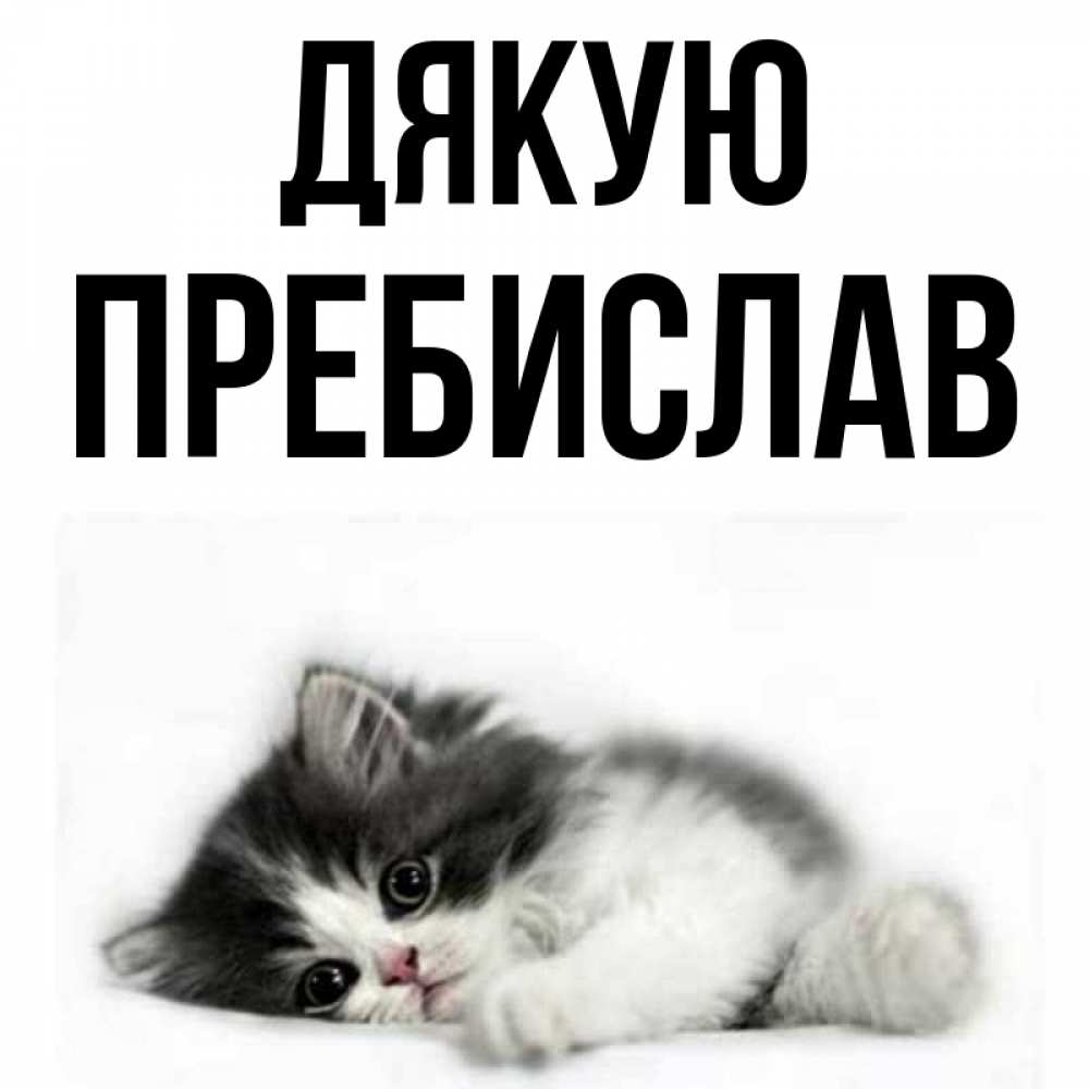 Открытка на каждый день з підписом, Пребислав Дякую черный и белый кот Прикольна листівка з побажанням онлайн скачати безкоштовно 