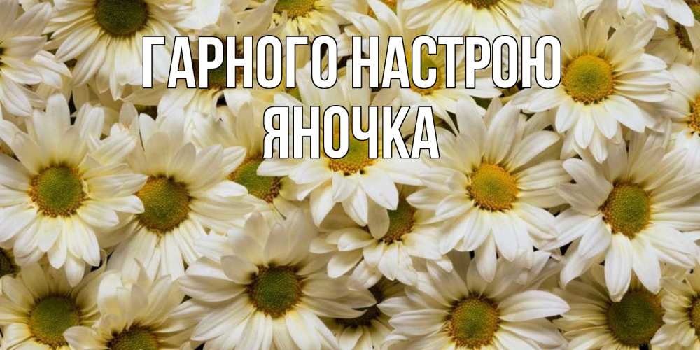 Открытка на каждый день з підписом, Яночка Гарного настрою крупные ромашки Прикольна листівка з побажанням онлайн скачати безкоштовно 