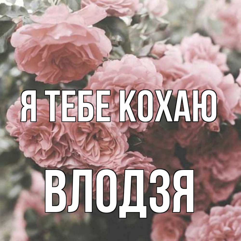 Открытка на каждый день з підписом, Влодзя Я тебе кохаю розы 3 Прикольна листівка з побажанням онлайн скачати безкоштовно 