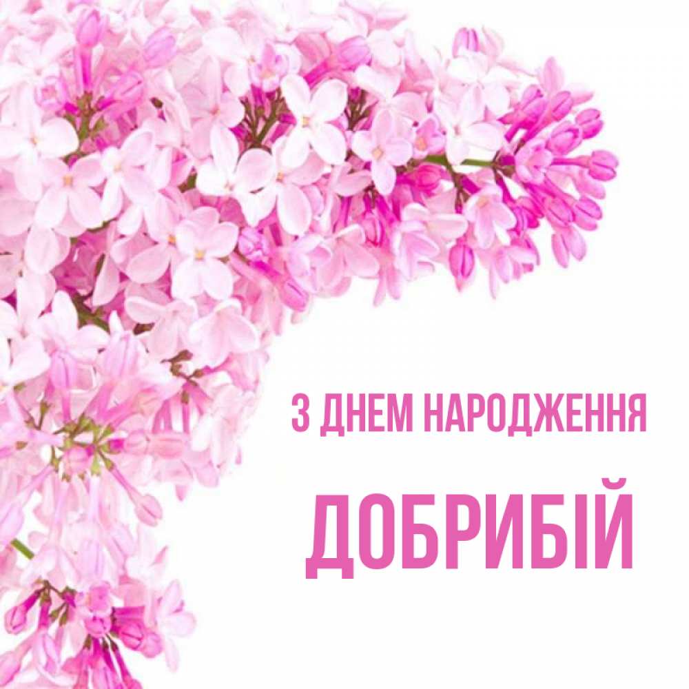 Открытка на каждый день з підписом, Добрибій З Днем народження Сирень на белом фоне Прикольна листівка з побажанням онлайн скачати безкоштовно 