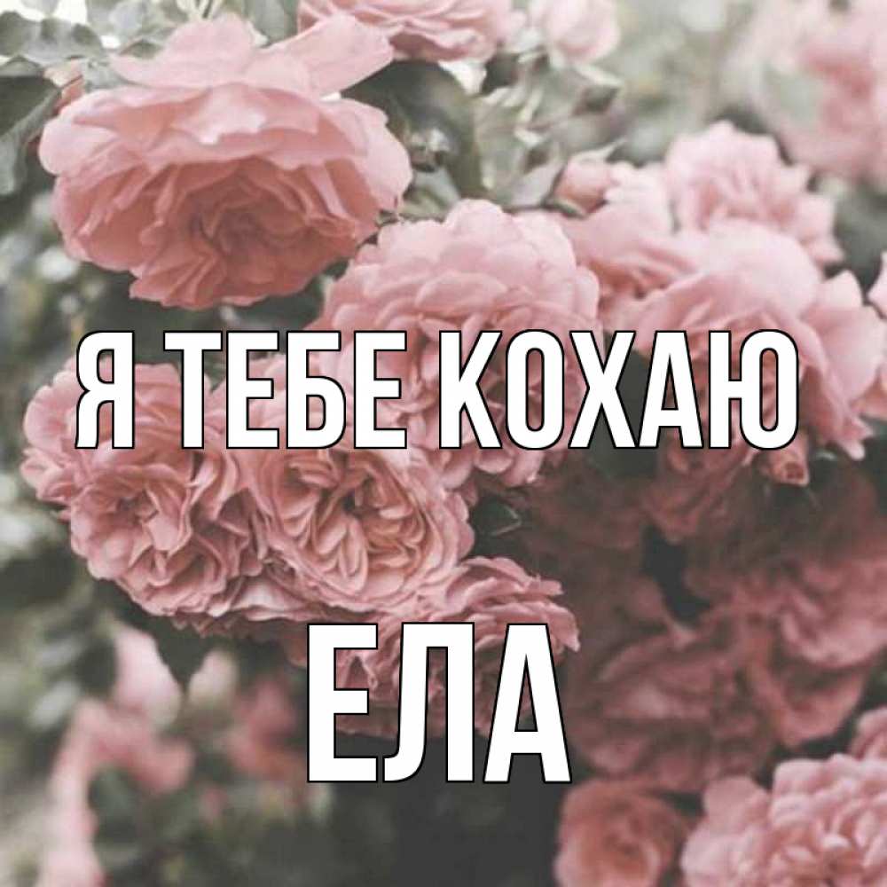 Открытка на каждый день з підписом, Ела Я тебе кохаю розы 3 Прикольна листівка з побажанням онлайн скачати безкоштовно 