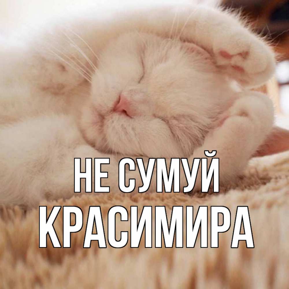 Открытка на каждый день з підписом, Красимира Не сумуй белый кот Прикольна листівка з побажанням онлайн скачати безкоштовно 