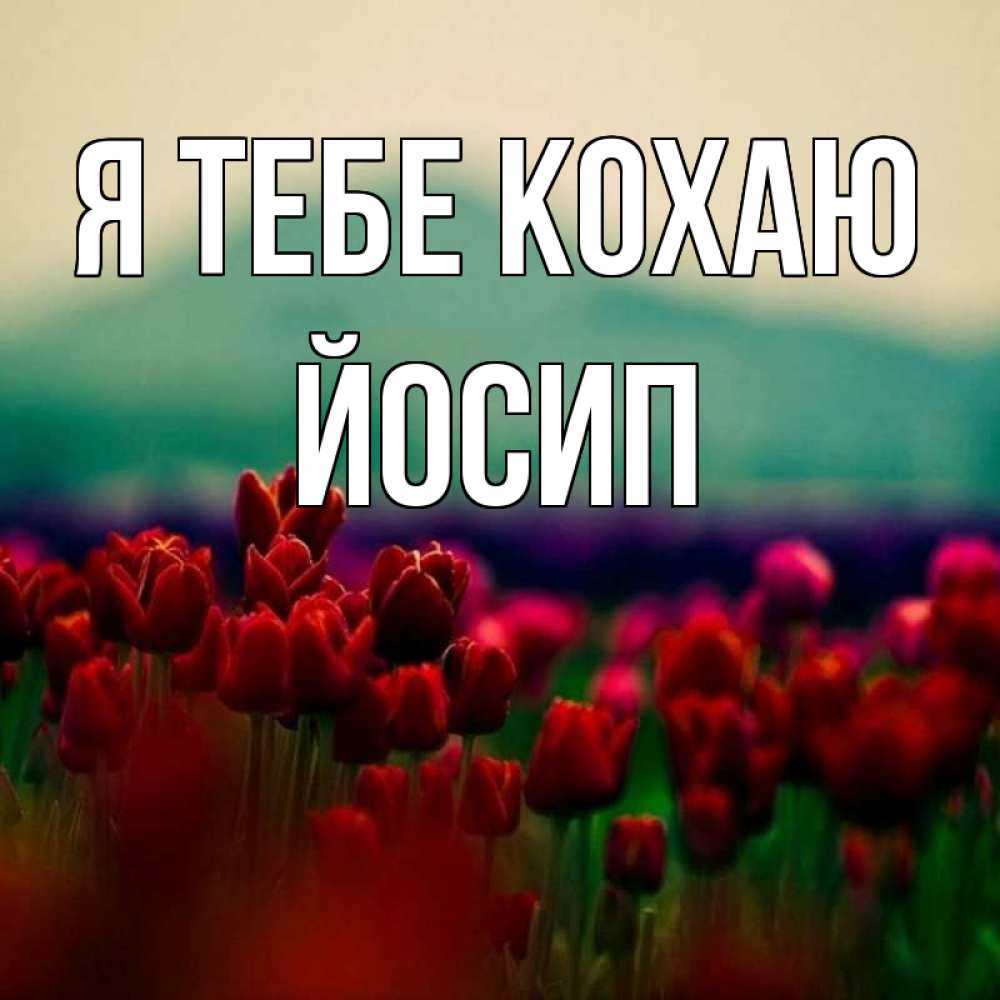 Открытка на каждый день з підписом, Йосип Я тебе кохаю тюльпаны 4 Прикольна листівка з побажанням онлайн скачати безкоштовно 
