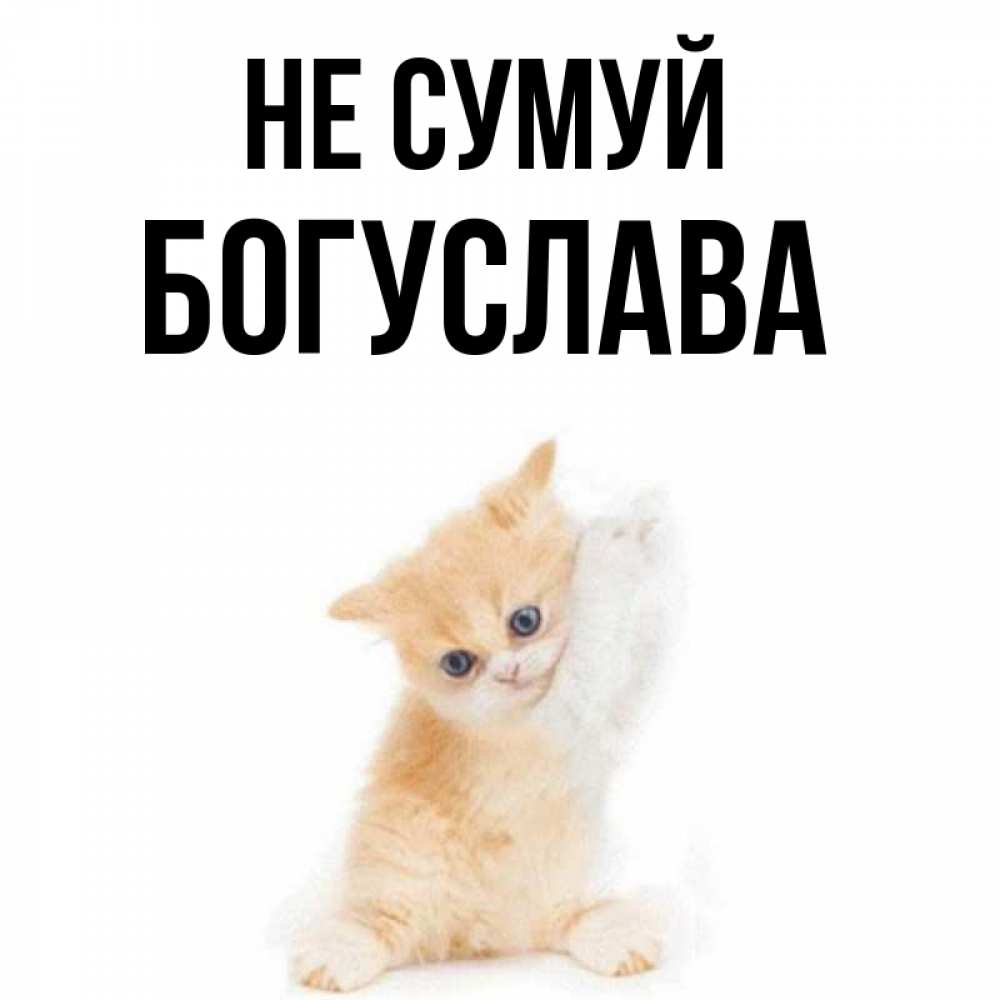 Открытка на каждый день з підписом, Богуслава Не сумуй просящий кот Прикольна листівка з побажанням онлайн скачати безкоштовно 