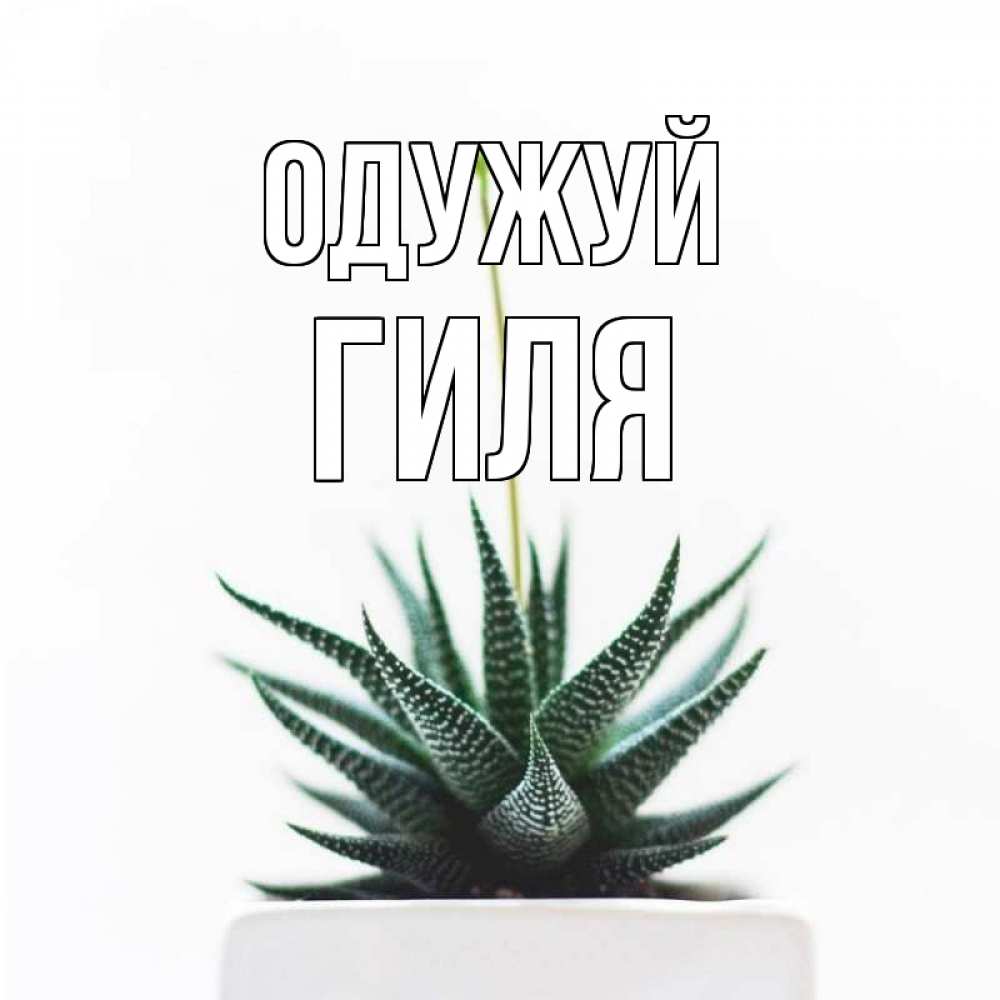 Открытка на каждый день з підписом, Гиля Одужуй короче это непонятная колючка Прикольна листівка з побажанням онлайн скачати безкоштовно 