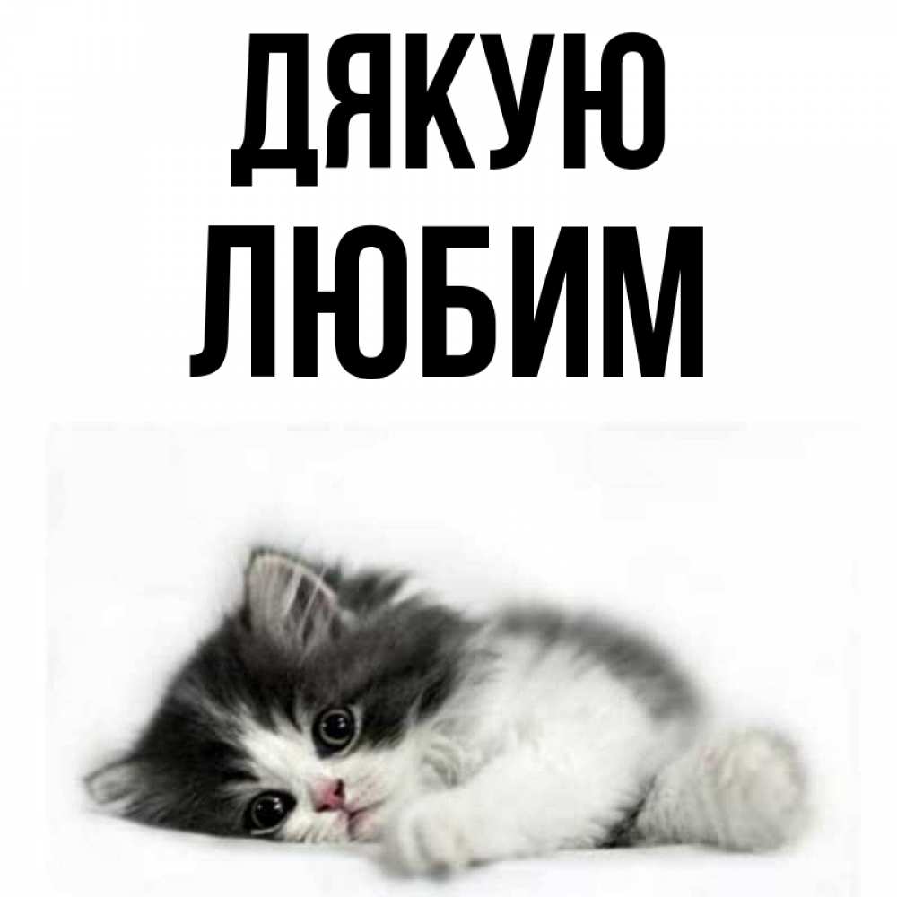 Открытка на каждый день з підписом, Любим Дякую черный и белый кот Прикольна листівка з побажанням онлайн скачати безкоштовно 
