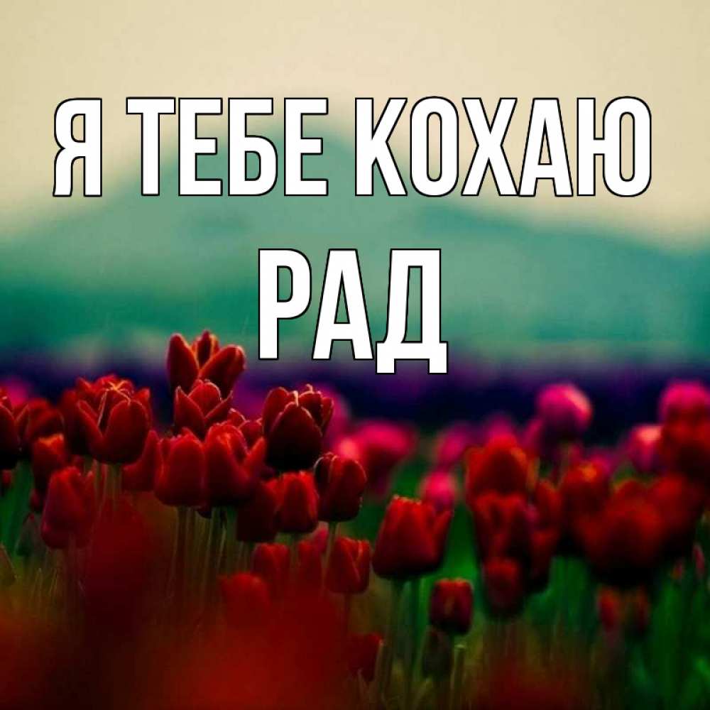 Открытка на каждый день з підписом, Рад Я тебе кохаю тюльпаны 4 Прикольна листівка з побажанням онлайн скачати безкоштовно 