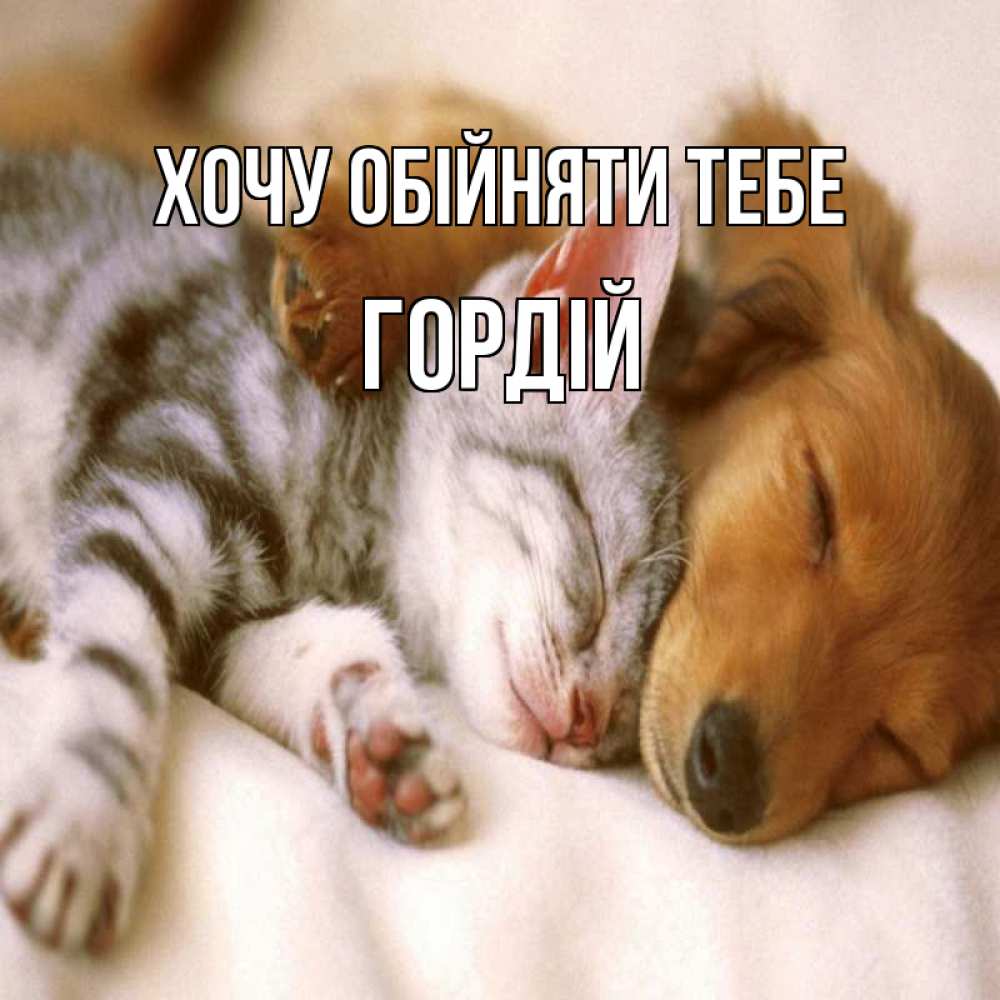 Открытка на каждый день з підписом, Гордій Хочу обійняти тебе пес и котенок Прикольна листівка з побажанням онлайн скачати безкоштовно 