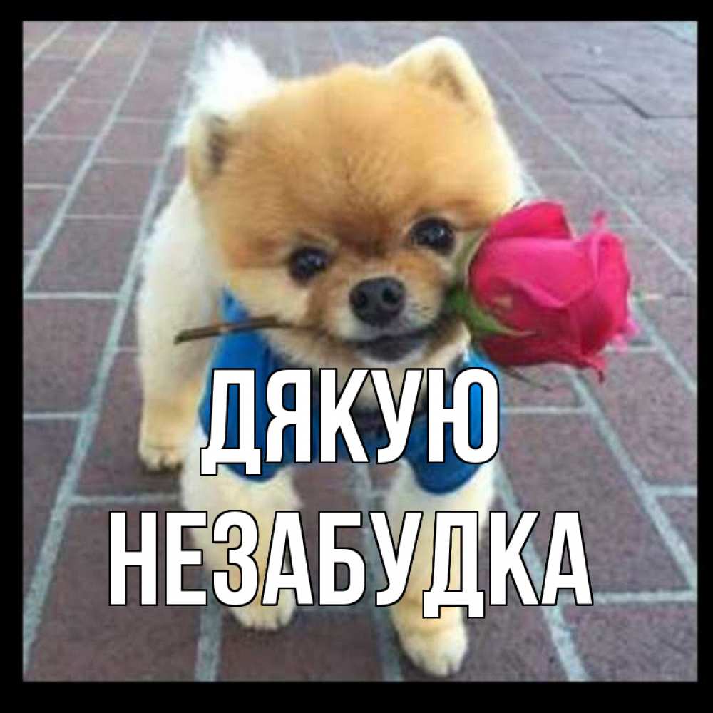 Открытка на каждый день з підписом, Незабудка Дякую спасибо и дарю тебе цветок Прикольна листівка з побажанням онлайн скачати безкоштовно 