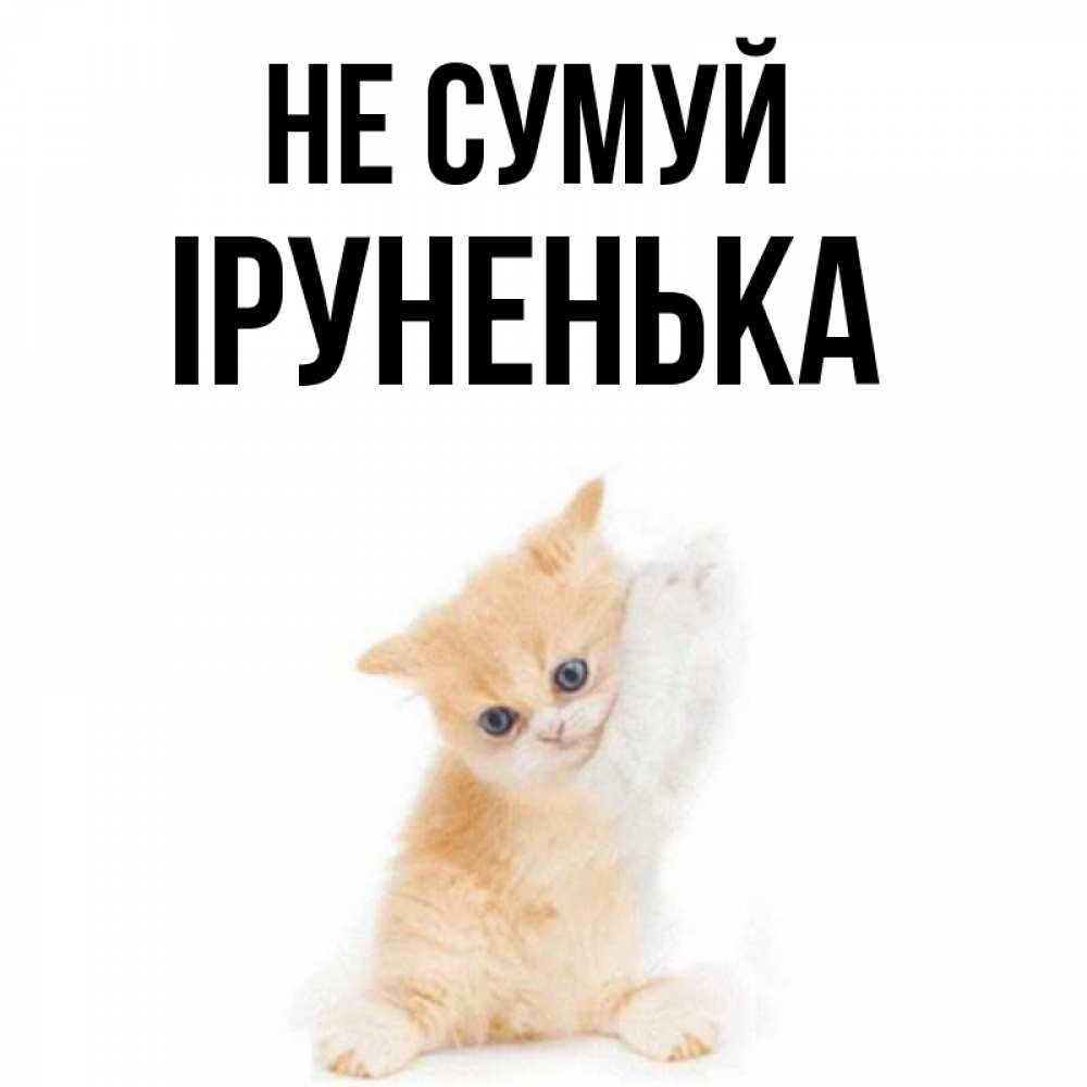 Открытка на каждый день з підписом, Іруненька Не сумуй просящий кот Прикольна листівка з побажанням онлайн скачати безкоштовно 