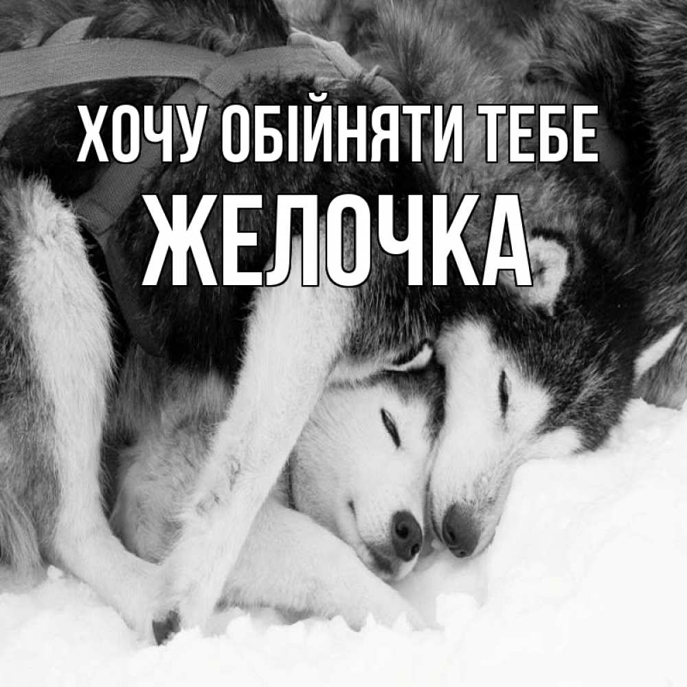 Открытка на каждый день з підписом, Желочка Хочу обійняти тебе собачки в упряжке Прикольна листівка з побажанням онлайн скачати безкоштовно 