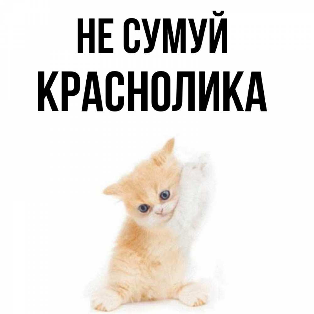 Открытка на каждый день з підписом, Краснолика Не сумуй просящий кот Прикольна листівка з побажанням онлайн скачати безкоштовно 