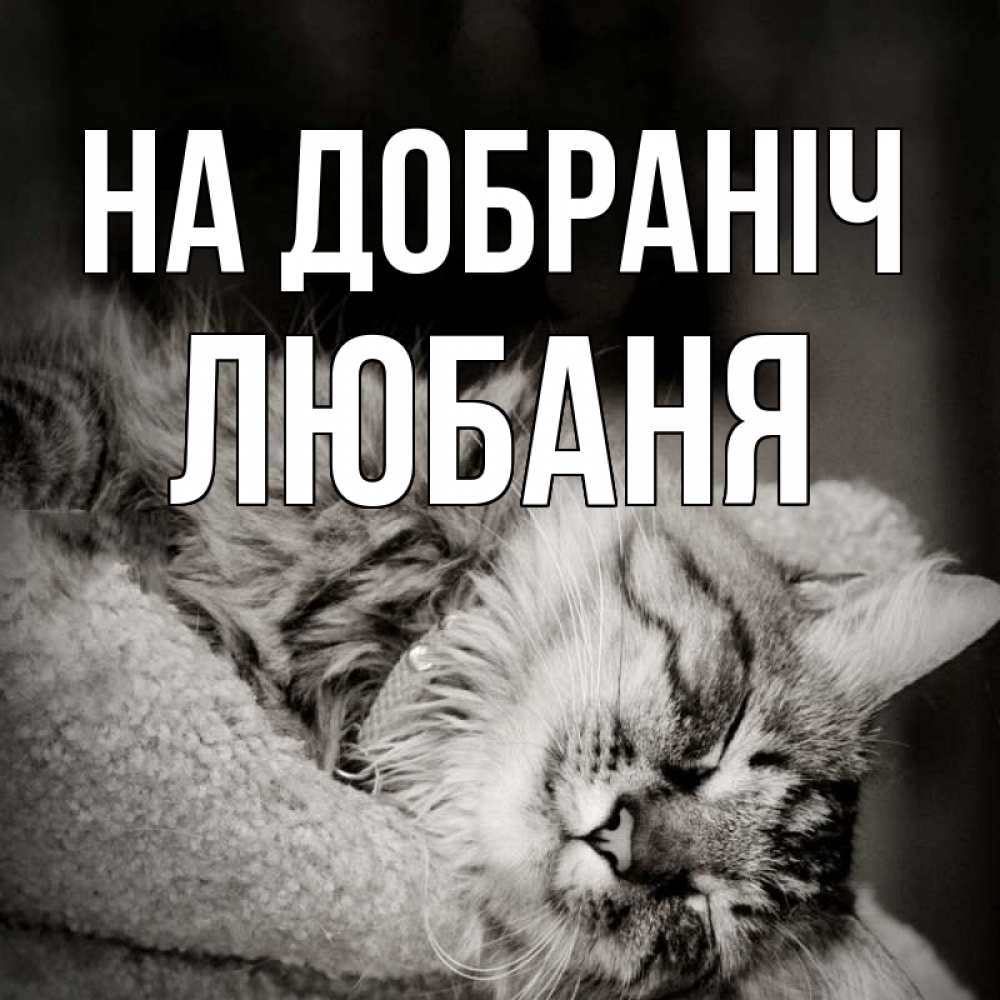 Открытка на каждый день з підписом, Любаня На добраніч котярик пушистый Прикольна листівка з побажанням онлайн скачати безкоштовно 