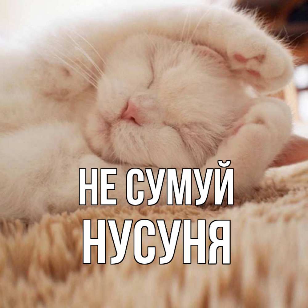 Открытка на каждый день з підписом, Нусуня Не сумуй белый кот Прикольна листівка з побажанням онлайн скачати безкоштовно 