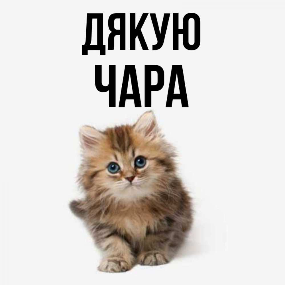 Открытка на каждый день з підписом, Чара Дякую пушистый котик Прикольна листівка з побажанням онлайн скачати безкоштовно 