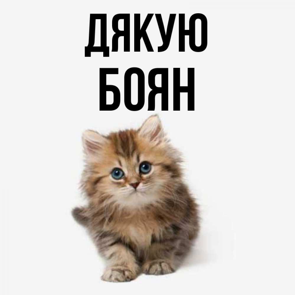 Открытка на каждый день з підписом, Боян Дякую пушистый котик Прикольна листівка з побажанням онлайн скачати безкоштовно 