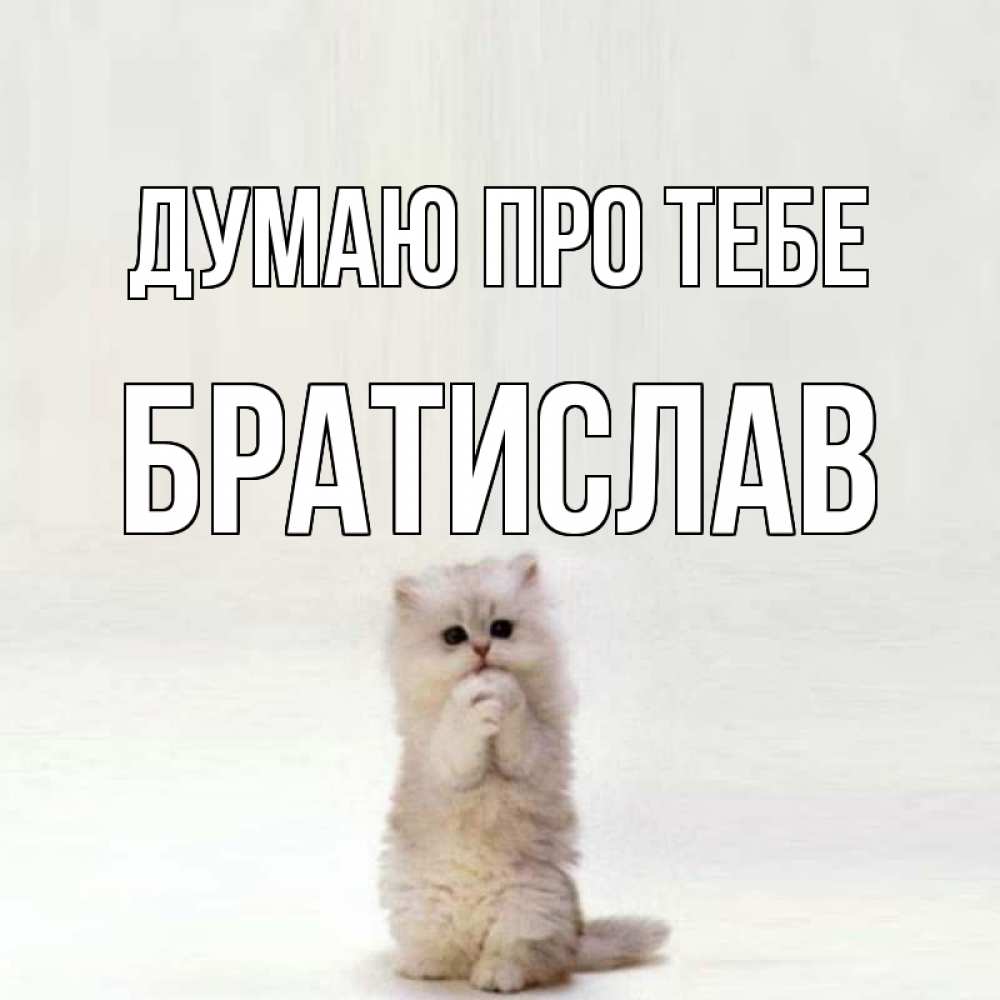 Открытка на каждый день з підписом, Братислав Думаю про тебе кот стоит на задних лапах Прикольна листівка з побажанням онлайн скачати безкоштовно 