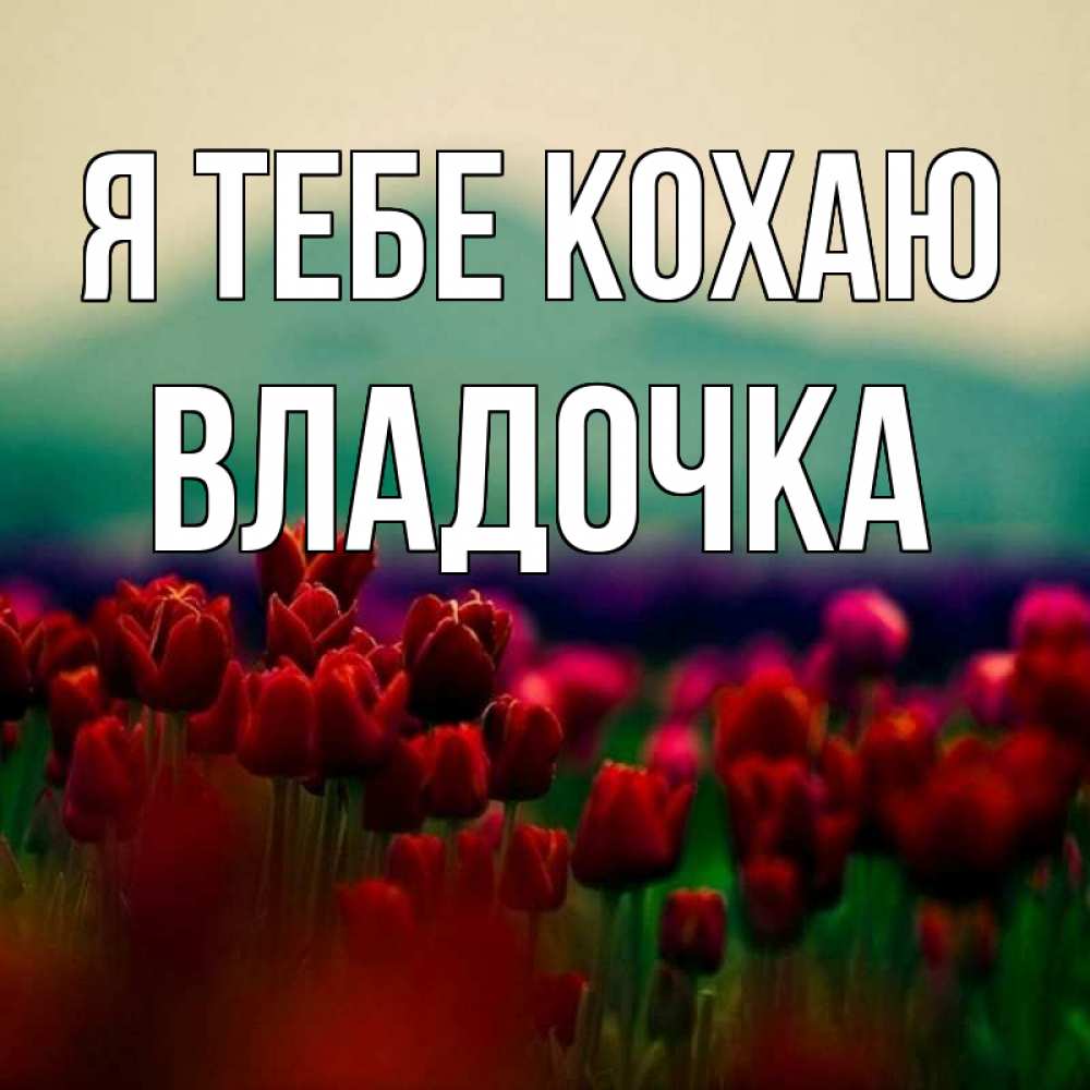 Открытка на каждый день з підписом, Владочка Я тебе кохаю тюльпаны 4 Прикольна листівка з побажанням онлайн скачати безкоштовно 