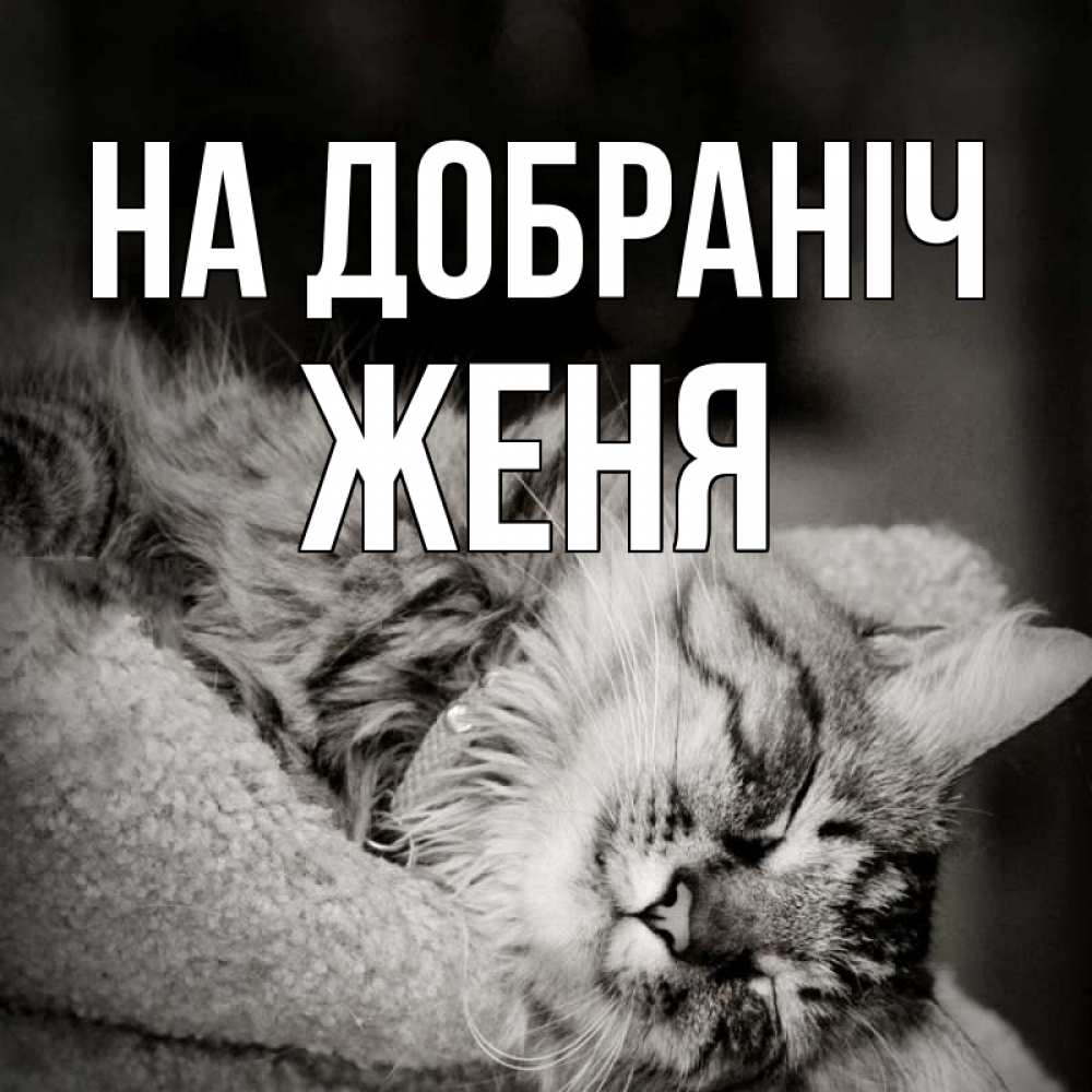 Открытка на каждый день з підписом, Женя На добраніч котярик пушистый Прикольна листівка з побажанням онлайн скачати безкоштовно 