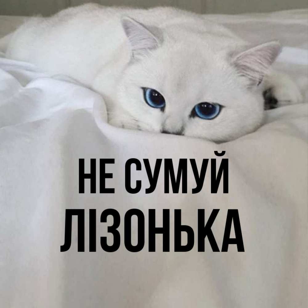 Открытка на каждый день з підписом, Лізонька Не сумуй Голубоглазая кошка Прикольна листівка з побажанням онлайн скачати безкоштовно 