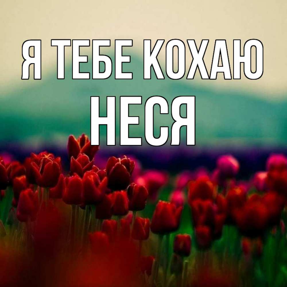 Открытка на каждый день з підписом, Неся Я тебе кохаю тюльпаны 4 Прикольна листівка з побажанням онлайн скачати безкоштовно 