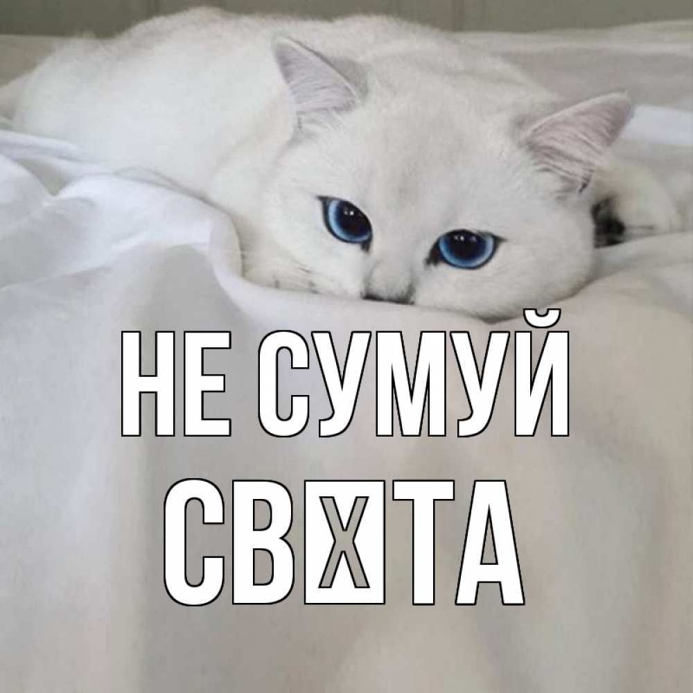 Открытка на каждый день з підписом, Свєта Не сумуй белый кот с голубыми глазами на белоснежной кровати Прикольна листівка з побажанням онлайн скачати безкоштовно 
