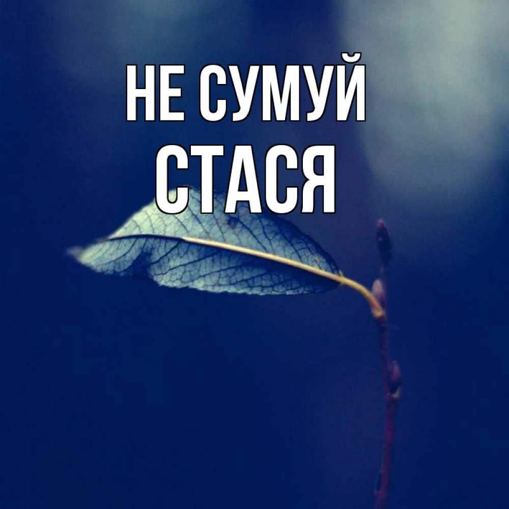 Открытка на каждый день з підписом, Стася Не сумуй растение Прикольна листівка з побажанням онлайн скачати безкоштовно 