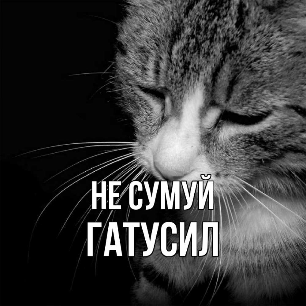 Открытка на каждый день з підписом, Гатусил Не сумуй грустный котик Прикольна листівка з побажанням онлайн скачати безкоштовно 