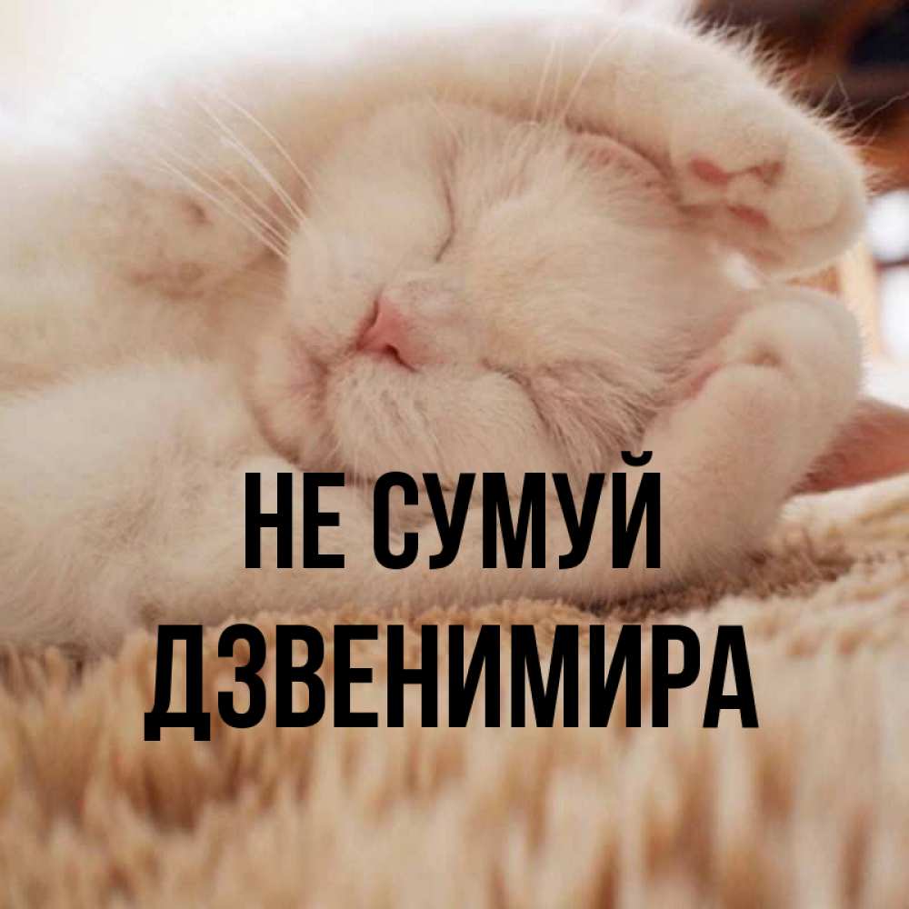 Открытка на каждый день з підписом, Дзвенимира Не сумуй Котенок спит Прикольна листівка з побажанням онлайн скачати безкоштовно 