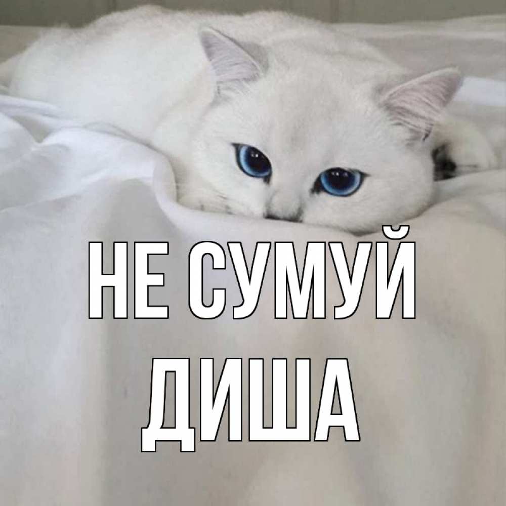 Открытка на каждый день з підписом, Диша Не сумуй белый кот с голубыми глазами на белоснежной кровати Прикольна листівка з побажанням онлайн скачати безкоштовно 