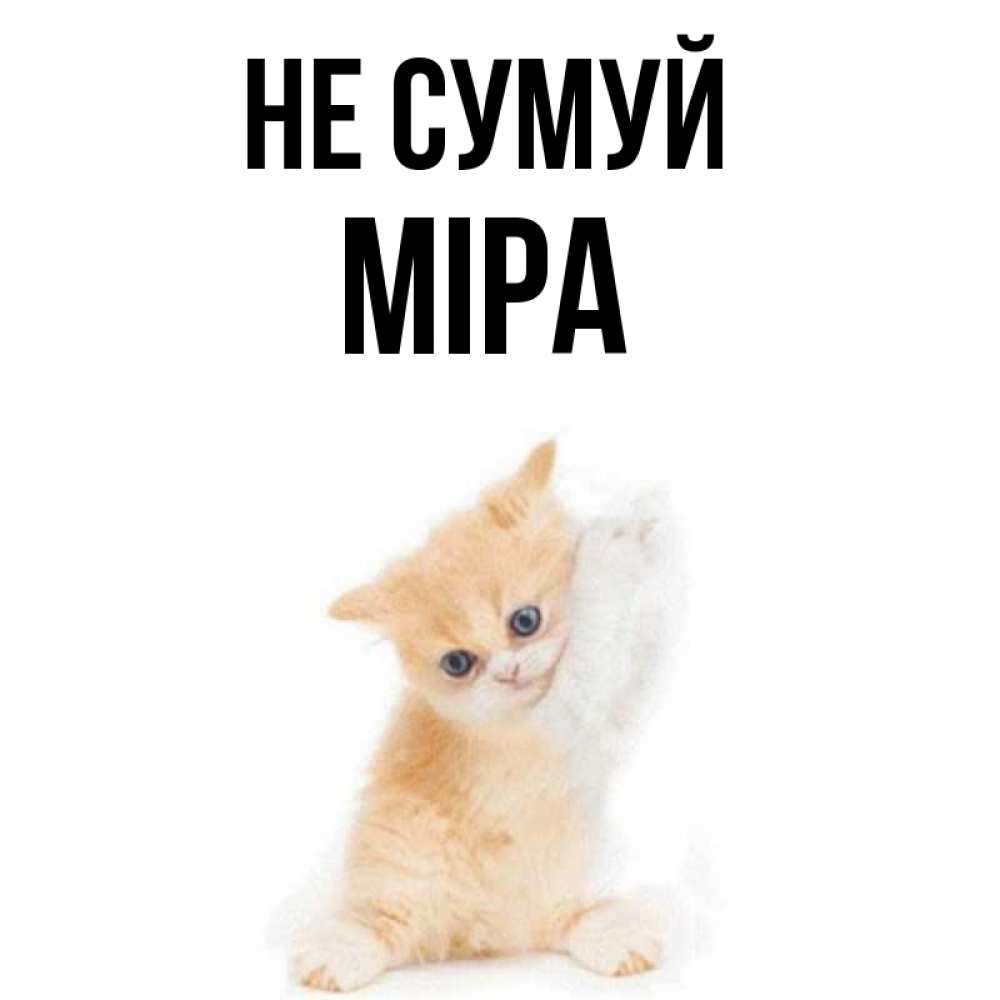 Открытка на каждый день з підписом, Міра Не сумуй просящий кот Прикольна листівка з побажанням онлайн скачати безкоштовно 