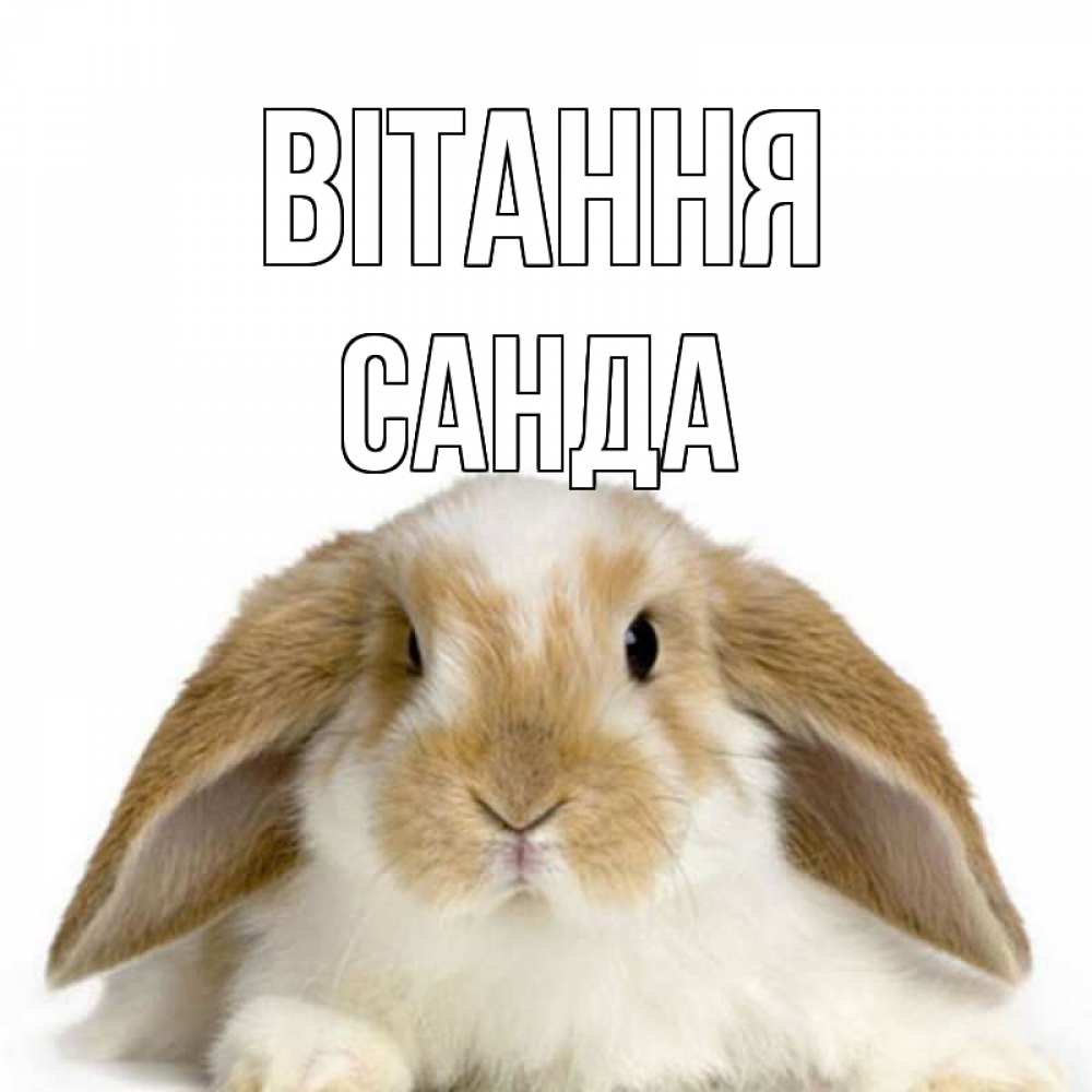 Открытка на каждый день з підписом, Санда Вітання с животными Прикольна листівка з побажанням онлайн скачати безкоштовно 