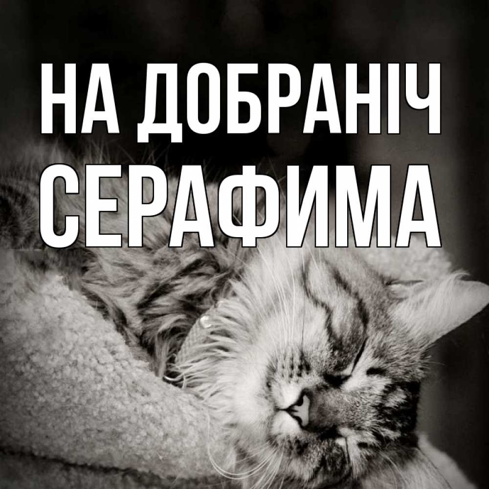 Открытка на каждый день з підписом, Серафима На добраніч котярик пушистый Прикольна листівка з побажанням онлайн скачати безкоштовно 