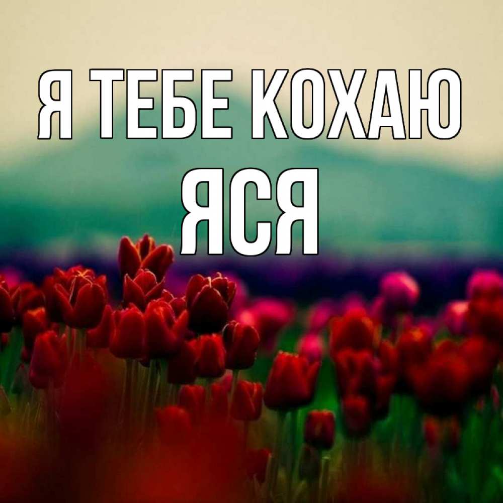 Открытка на каждый день з підписом, Яся Я тебе кохаю тюльпаны 4 Прикольна листівка з побажанням онлайн скачати безкоштовно 
