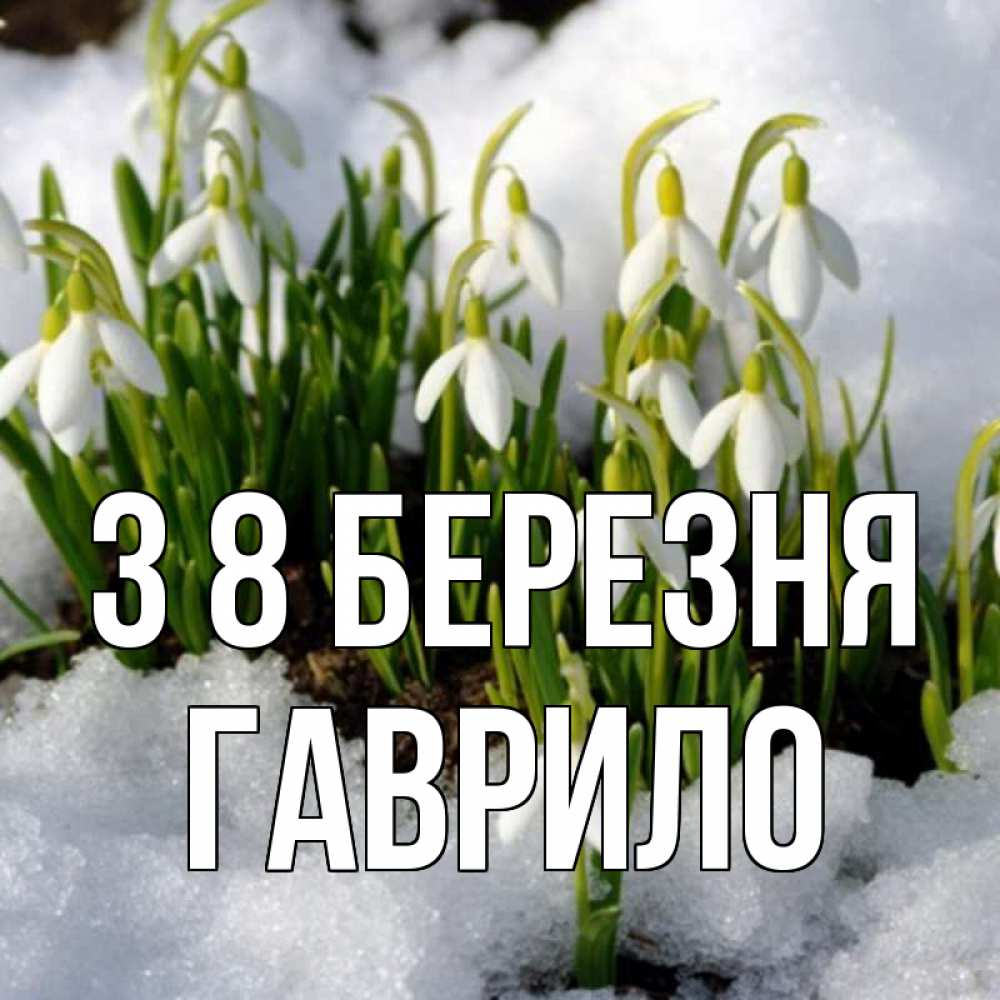 Открытка на каждый день з підписом, Гаврило З 8 БЕРЕЗНЯ цветы весенние Прикольна листівка з побажанням онлайн скачати безкоштовно 
