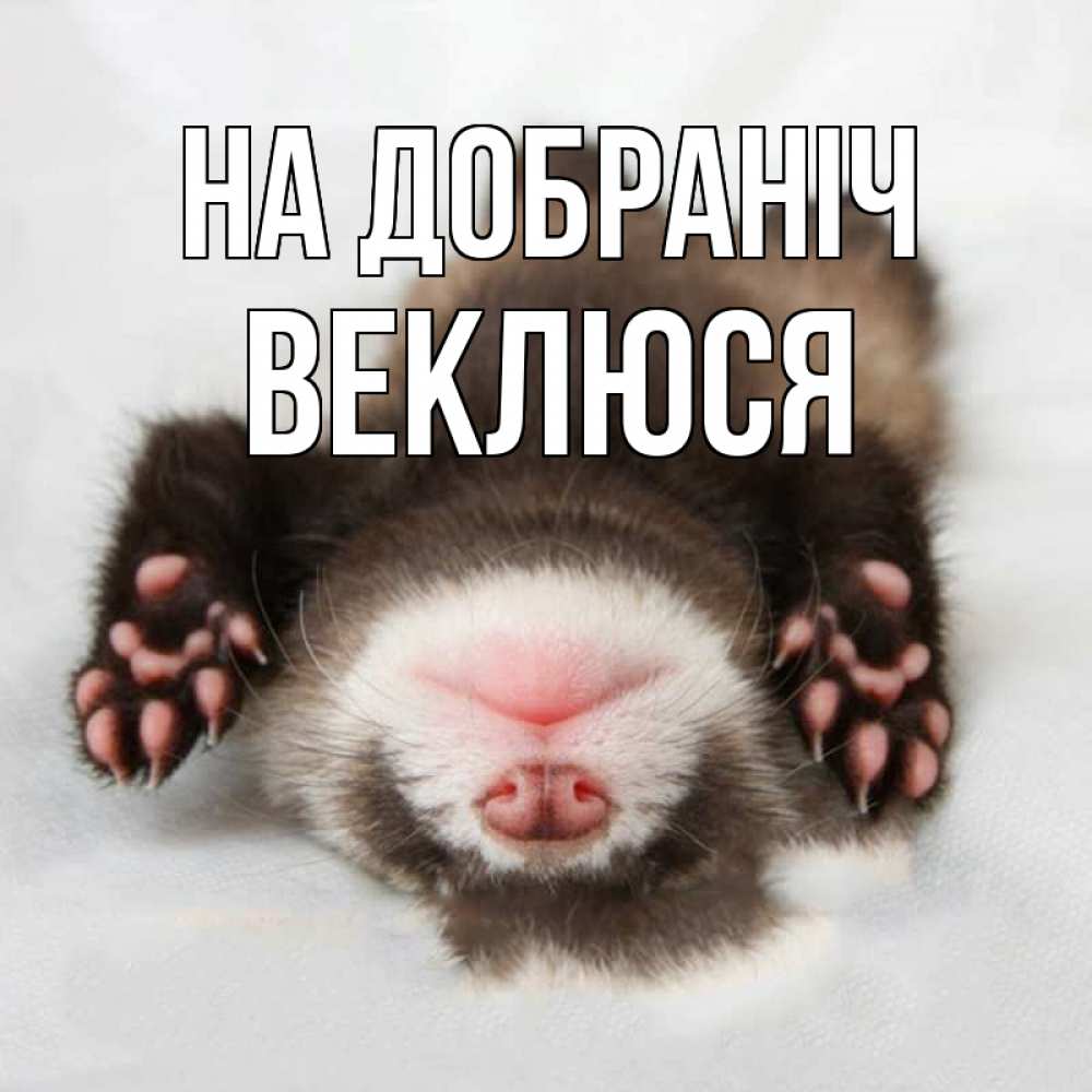 Открытка на каждый день з підписом, Веклюся На добраніч зверек Прикольна листівка з побажанням онлайн скачати безкоштовно 