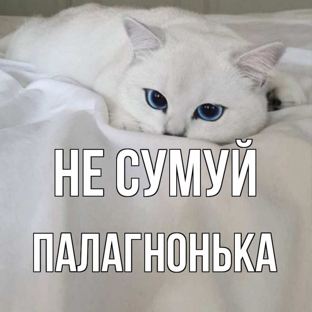 Открытка на каждый день з підписом, Палагнонька Не сумуй белый кот с голубыми глазами на белоснежной кровати Прикольна листівка з побажанням онлайн скачати безкоштовно 