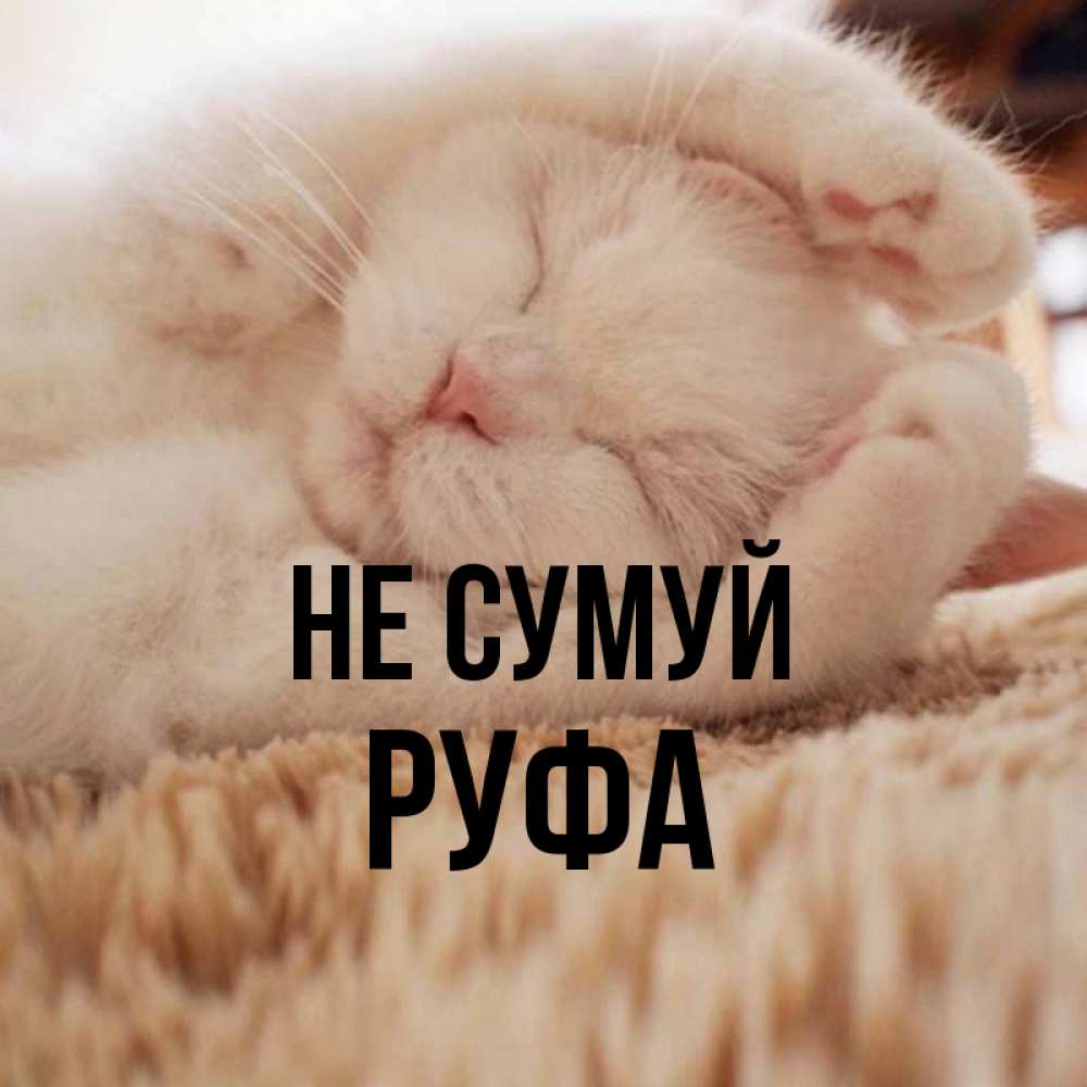 Открытка на каждый день з підписом, Руфа Не сумуй Котенок спит Прикольна листівка з побажанням онлайн скачати безкоштовно 