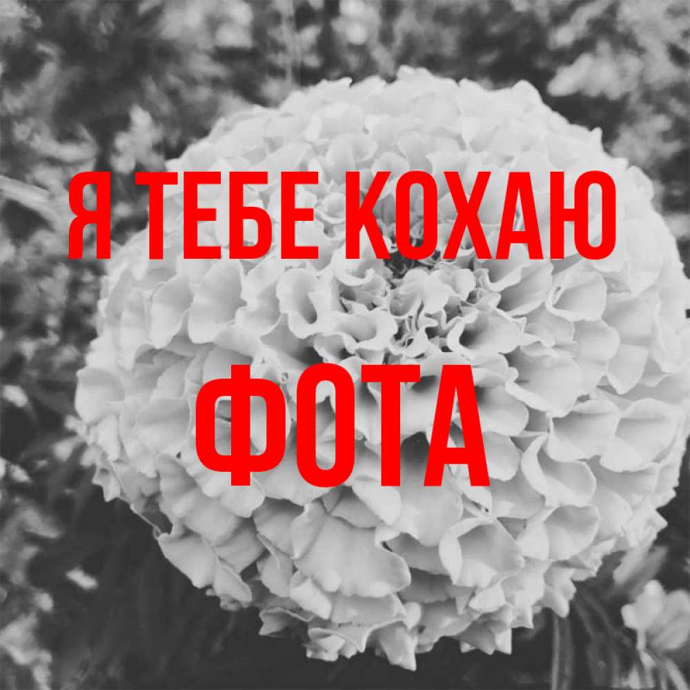 Открытка на каждый день з підписом, Фота Я тебе кохаю подпись Прикольна листівка з побажанням онлайн скачати безкоштовно 