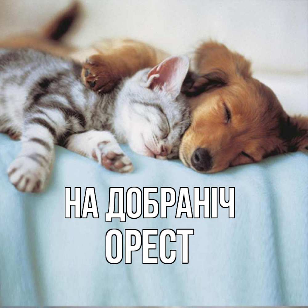 Открытка на каждый день з підписом, Орест На добраніч с животными Прикольна листівка з побажанням онлайн скачати безкоштовно 