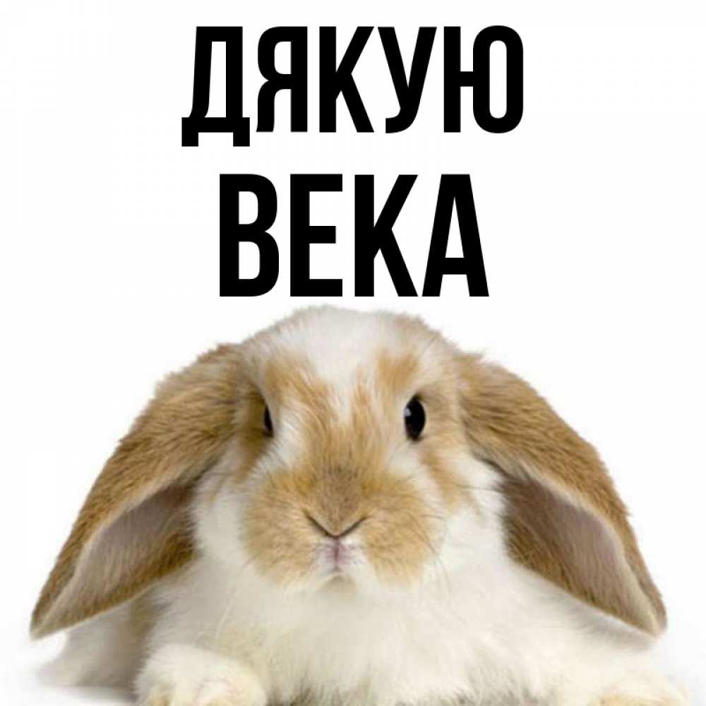 Открытка на каждый день з підписом, Века Дякую коричнево белый заяц Прикольна листівка з побажанням онлайн скачати безкоштовно 